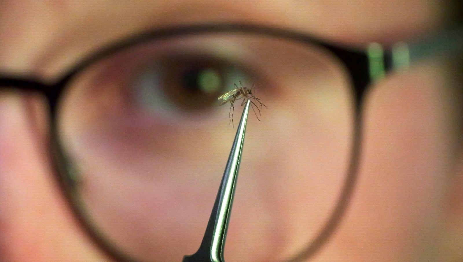 chikungunyasalgini yayildi cinde halk sagligi acil durumu ilan edildi p1DQhPkj