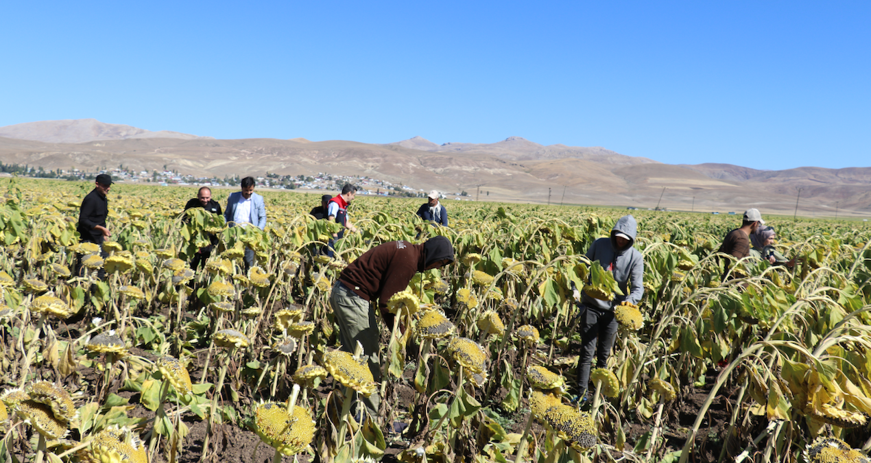 kuraklik hasadi vurdu dev zam kapida xSYXcPaP