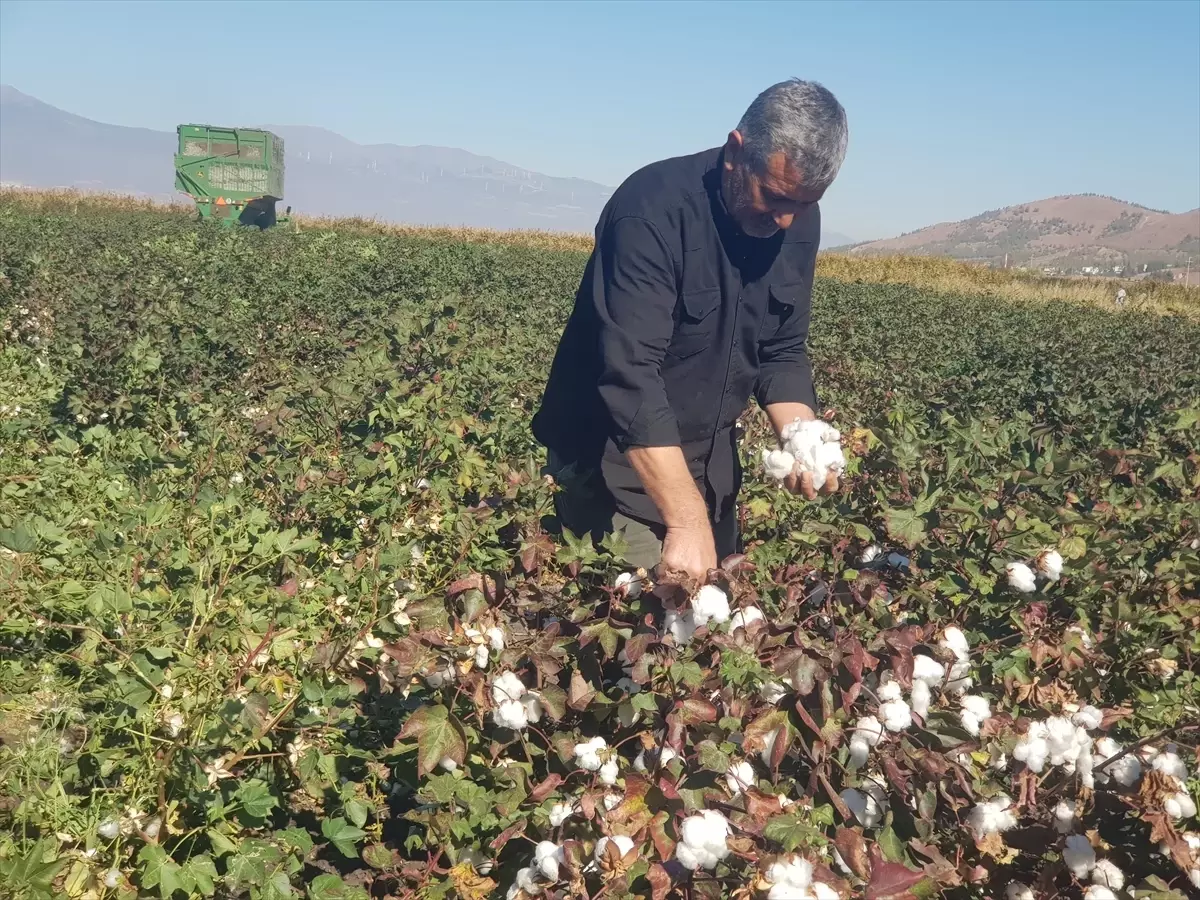 gaziantepte pamuk hasadi basladi qIpMRX17.jpg